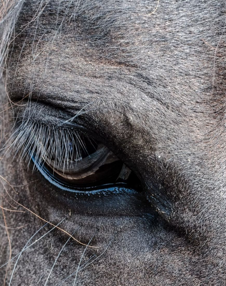 Caballo