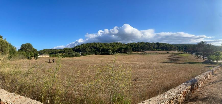Campo