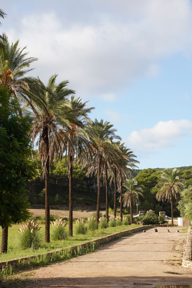 Palmeras Llucatx Menorca