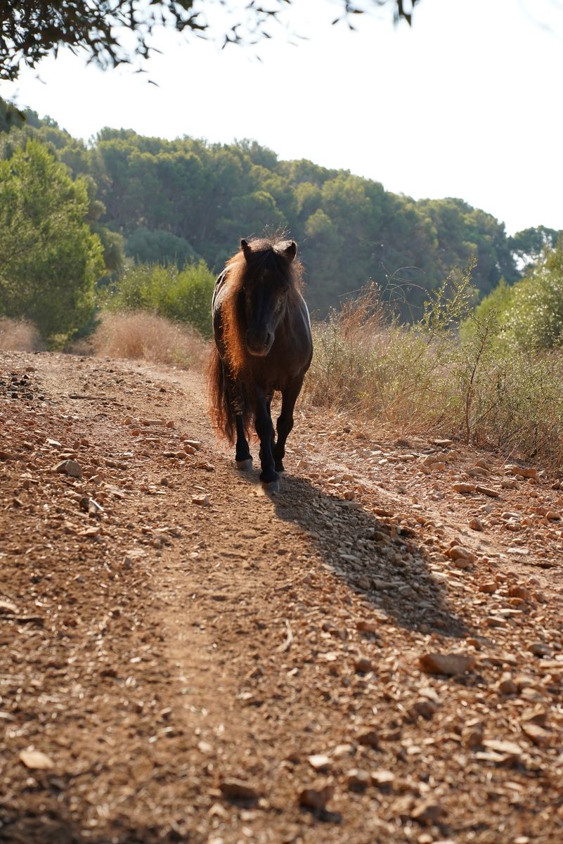 Naturaleza en Llucatx Menorca