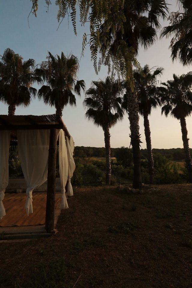 Entorno y palmeras en Llucatx Menorca